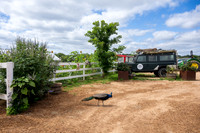 JonathanIvyPhoto-ThePinkEnvelope-Grapetown-Vineyards-003