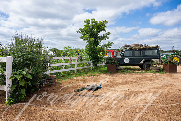 JonathanIvyPhoto-ThePinkEnvelope-Grapetown-Vineyards-003