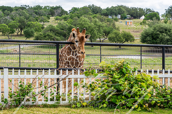 JonathanIvyPhoto-ThePinkEnvelope-Grapetown-Vineyards-006