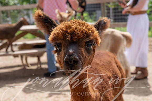 JonathanIvyPhoto-ThePinkEnvelope-Grapetown-Vineyards-013