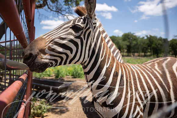 JonathanIvyPhoto-ThePinkEnvelope-Grapetown-Vineyards-030