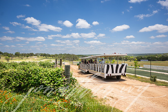 JonathanIvyPhoto-ThePinkEnvelope-Grapetown-Vineyards-032