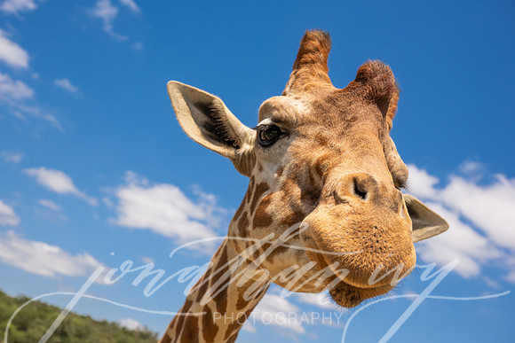 JonathanIvyPhoto-ThePinkEnvelope-Grapetown-Vineyards-042