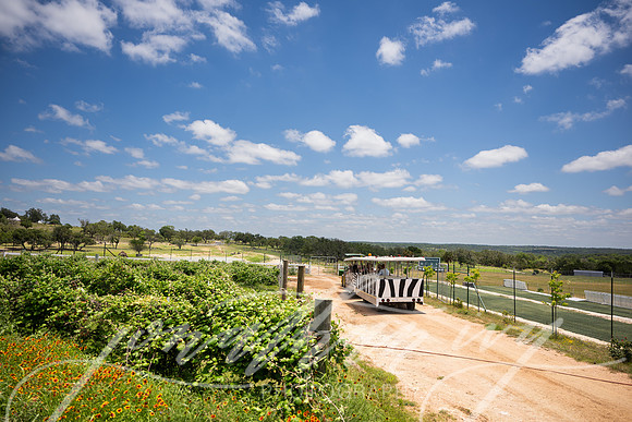 JonathanIvyPhoto-ThePinkEnvelope-Grapetown-Vineyards-034