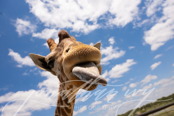 JonathanIvyPhoto-ThePinkEnvelope-Grapetown-Vineyards-046